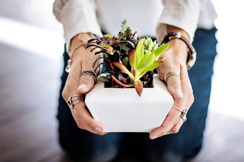 Vertical Gardens Indoors