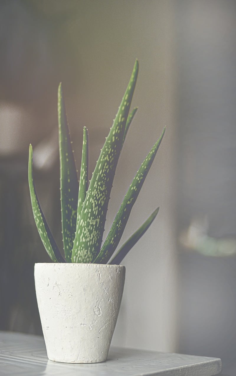 Aloe Vera Succulent