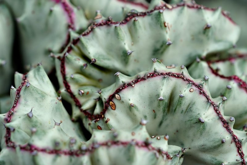 Cactus