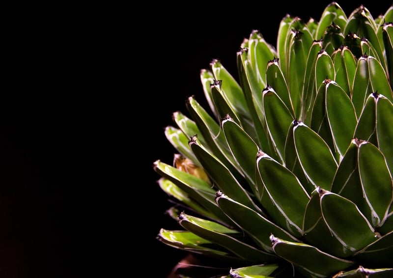 Haworthia Succulent
