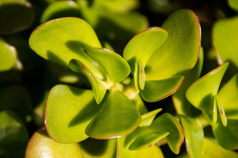 Crassula Succulent
