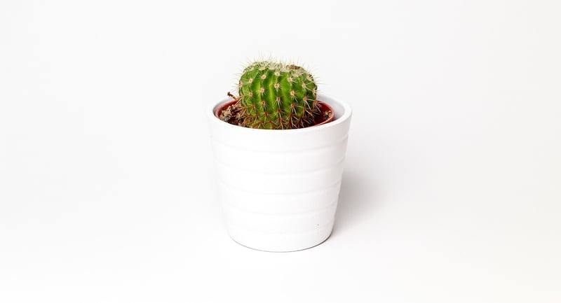 Indoor Plants